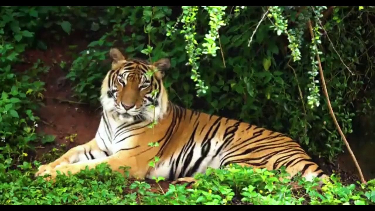 INDIA WILDLIFE