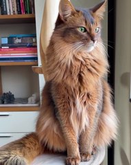 🌎🐱 Welcome to CatsOfTheWorld, the ultimate celebration of our feline frie