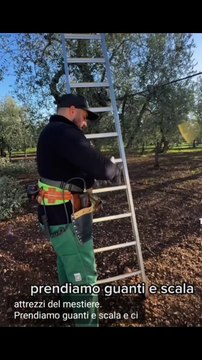 tutorial potatura olive