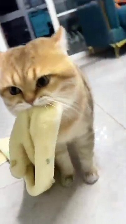 Katzenbabys auf Abenteuer! 20250202