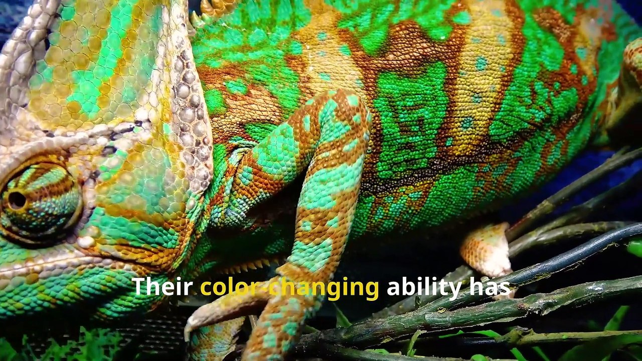 Fun Chameleon Facts, Discover Their Superpowers!