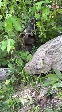 Animal lover dedicates her day to caring for starving pit bull and reuniting him with his owner *Heartwarming*