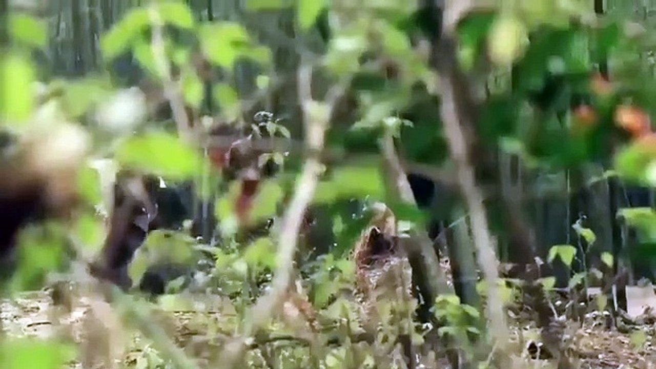 Film Kung Fu Anti-Jepang Tentara Tiongkok memiliki KungFu yang hebat, melewati 3 penghalang