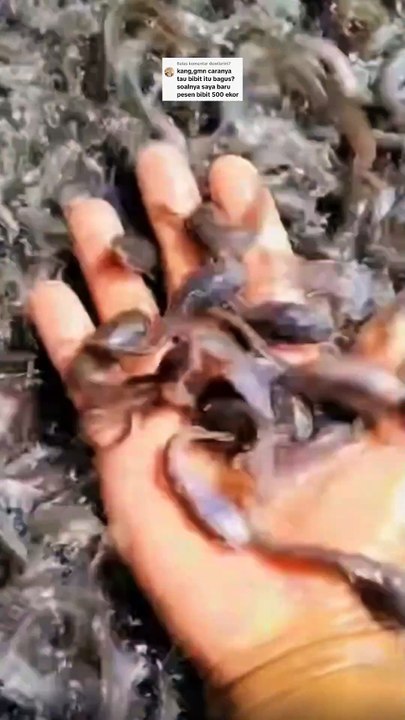 Cara mengetahui kualitas bibit lele bagus atau tidak, Bagaimana❓