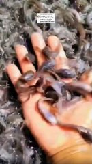 Cara mengetahui kualitas bibit lele bagus atau tidak, Bagaimana❓
