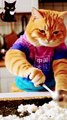 Cat cooking videos training videos funny videos