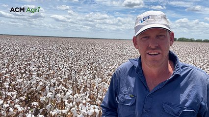 Cotton harvest kicks off in the Central Highlands