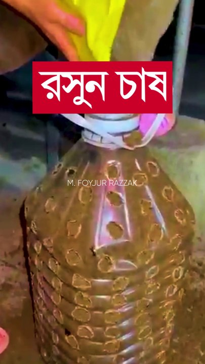 রসুন চাষ বাড়ীতে সারা বছর #shorts #krishi #chadbagan #gardening