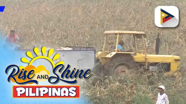 NFA, pinag-aaralan ang posibleng pagbili ng mais para tulungan ang mga lokal na magsasaka sa pagbaba ng farmgate prices