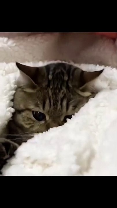 Welpen spielen im Garten! 20250203