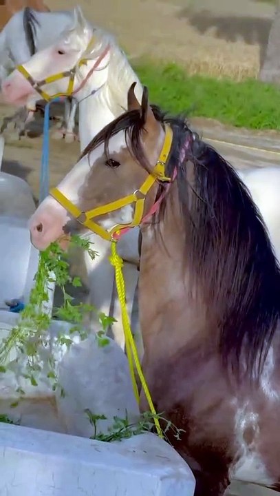 Horse🐎🐎🐎 lover's