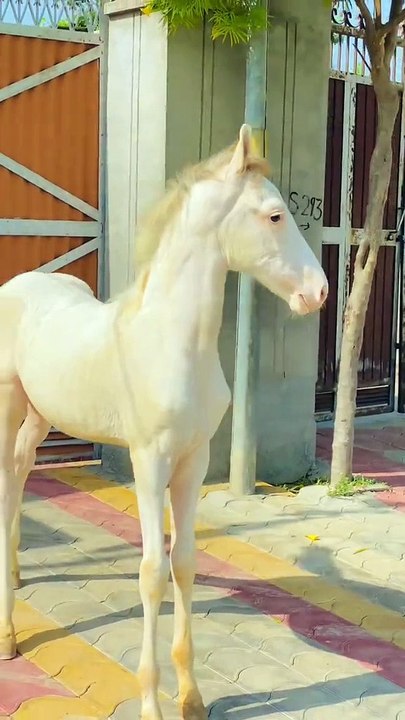 Horse🐎🐎🐎 lover's