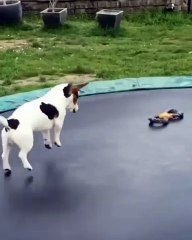 🐾 Get ready to dive into the cutest corner of the internet! In today’s vid