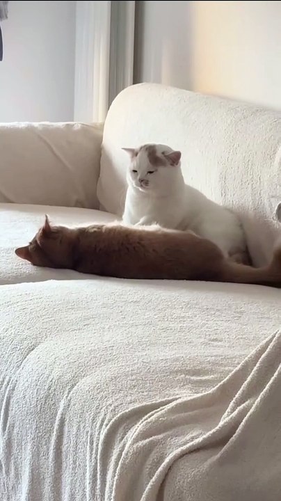 Hund genießt eine Massage! 20250203