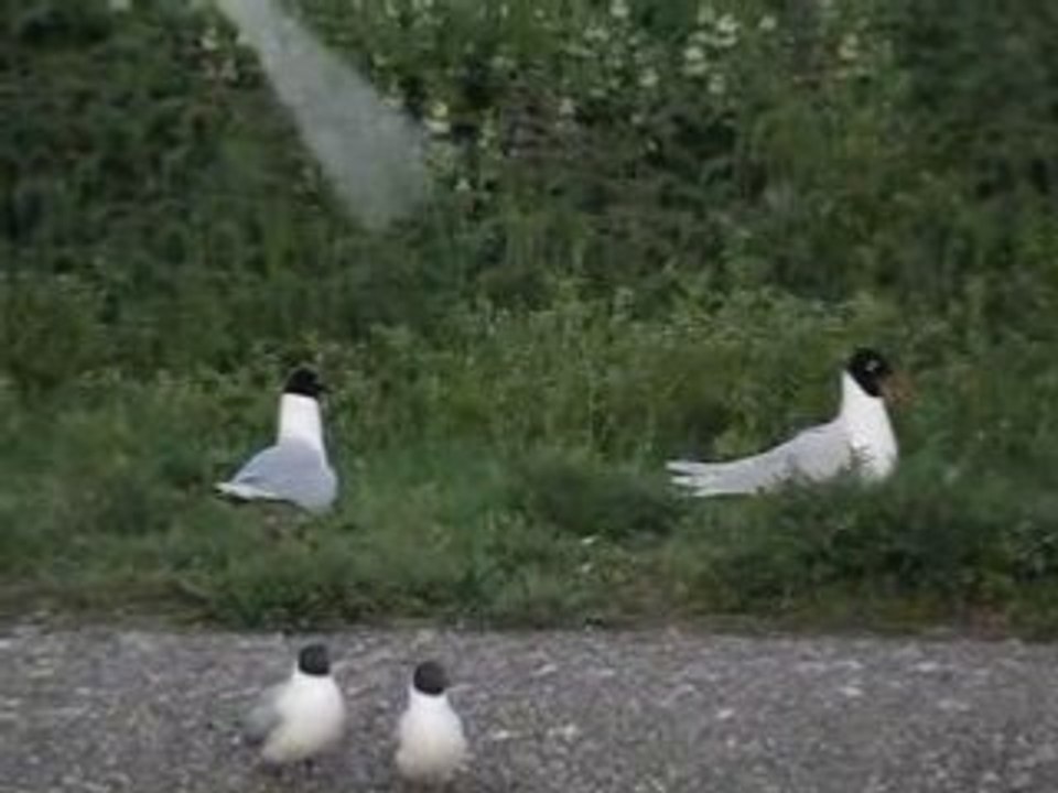 Mouettes mélanocéphales (parade) - Gambsheim le 29 04 08