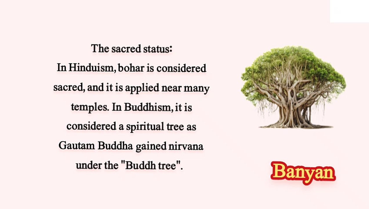Banyan tree in Benefits History and Culture