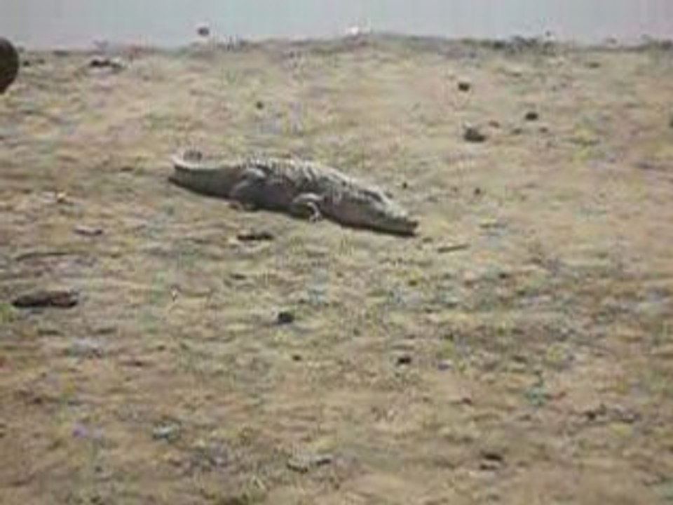 croco