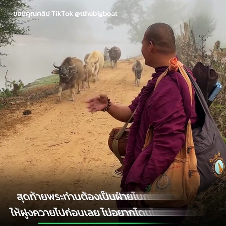 เมื่อหลวงพี่เจอฝูงควาย ต่างฝ่ายต่างจ้องตา เอายังไงดีใครจะไปก่อน