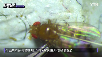 [자막뉴스] 초파리에 불 비추니 '유레카'...밝혀진 단맛의 비밀 / YTN