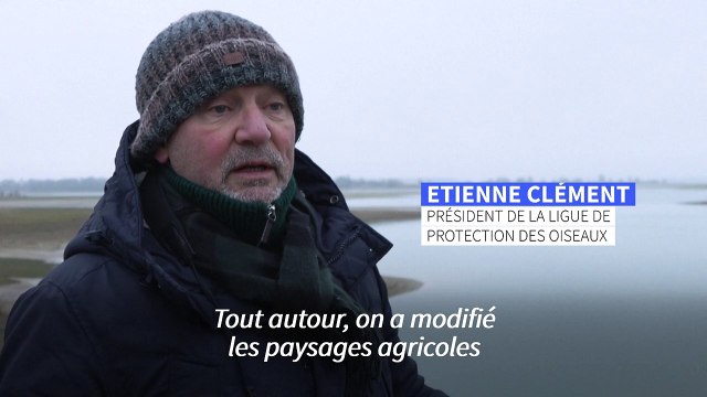 Sur le lac du Der, l'hivernage très septentrional des grues cendrées