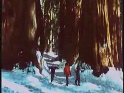 Séquoia, l'arbre géant