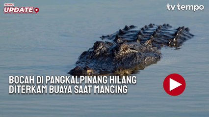 Bocah di Pangkalpinang Hilang Diterkam Buaya Muara saat Mancing