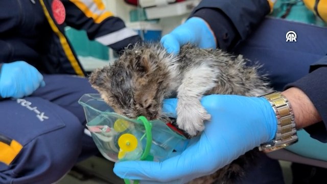 Diyarbakır'da dumandan etkilenen kedi yavrusuna oksijen takviyesi