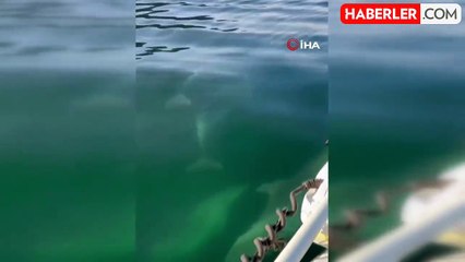 Balıkçı, Yunuslarla Unutulmaz Anlar Yaşadı