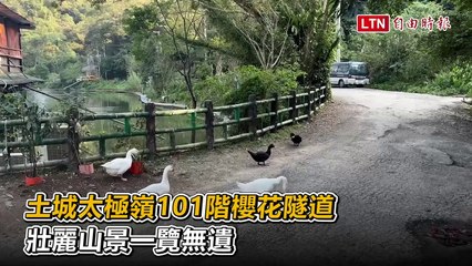 土城太極嶺101階櫻花隧道 壯麗山景一覽無遺