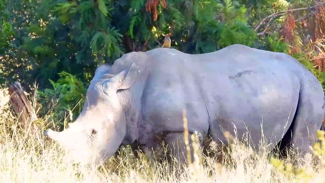 Big Animals