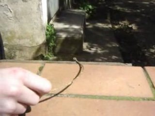 Delire+chien et chat 019