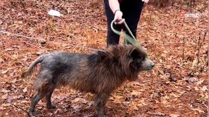 Un chien est abandonné suite un déménagement : des copines se mobilisent pour lui venir en aide