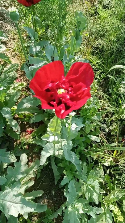 Red poppy Flower