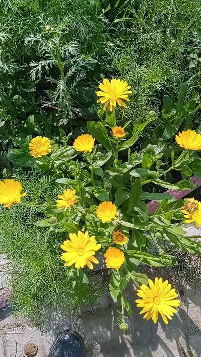 Yellow flowers