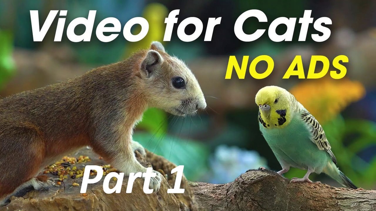 Video For Cats- Adorable Birds to Entertain Your Cat - Videos For Cats To Watch Birds Part 1