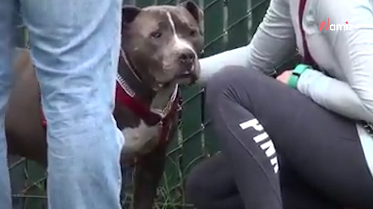 Pitbull weint sich die Augen aus, weil er es nicht fassen kann