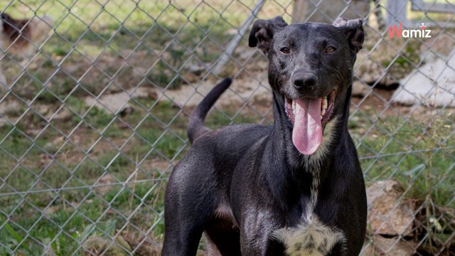 À un an seulement, cette chienne a déjà connu l'errance, une adoption... et un retour au refuge