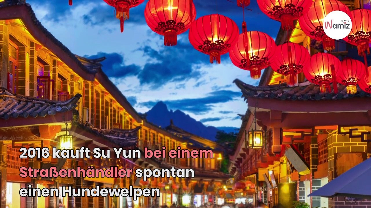 Frau kauft kleine Tibetdogge am Straßenrand: Zwei Jahre später fliegt ein großer Schwindel auf