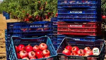 Athos - Frutas de Perú