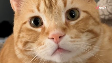 Un chaton adopté entend la pluie pour la première fois : sa réaction est stupéfiante