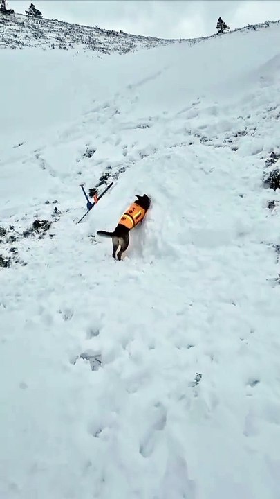 Clever dog 'rescues' person buried under snow