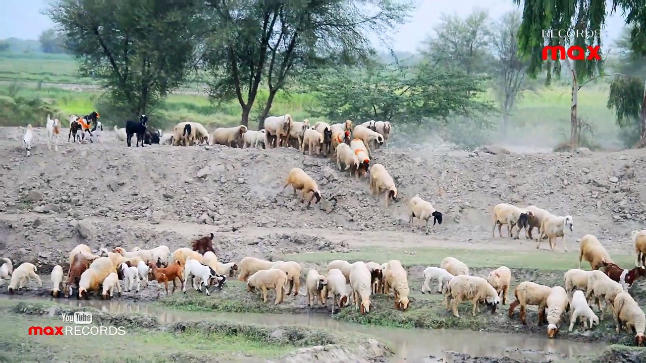 Thirsty Sheep 🐑 Drinking Water From Canal 💧 Domestic Animals - Shepherd's Life in Pakistan - HD Video | Larkana Sindh Pakistan max RECORDS Follow