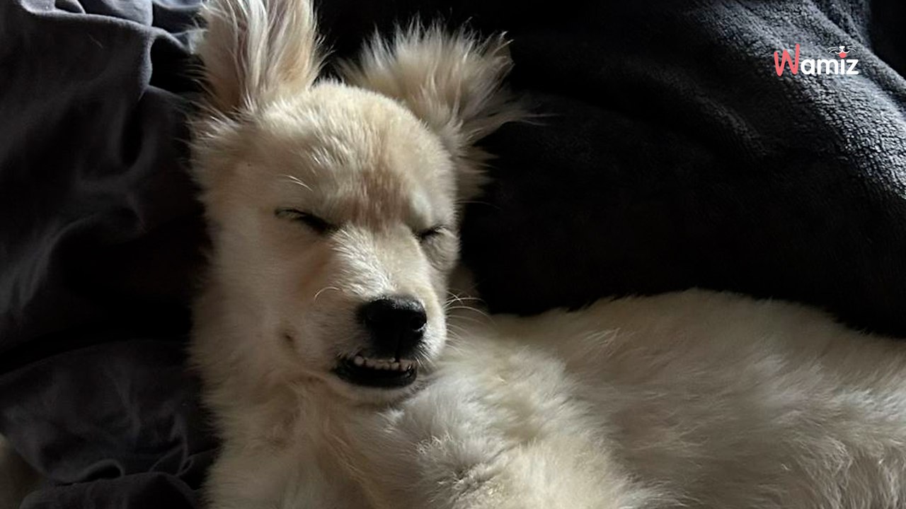 Son mari militaire part en mission : durant son absence, elle adopte trois Goldens Retrievers