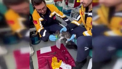 Alevlerin İçinden Kurtarılan Yavru Kediye ‘Duman’ İsmi Verildi