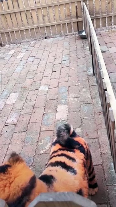 Un zoo chinois crée la polémique après avoir peint des chiens en tigre