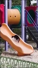funny animal video/comedy lovers