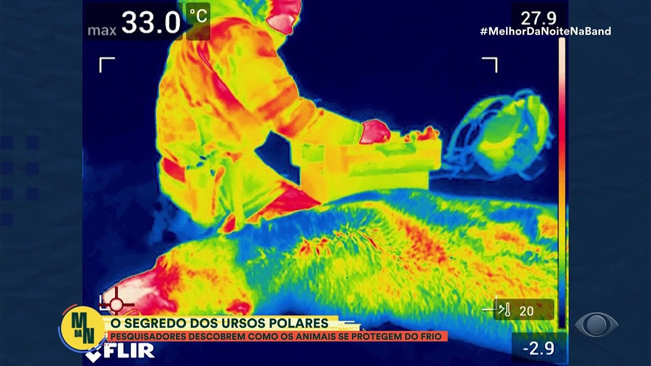 O segredo dos ursos polares: como eles se protegem no frio? | Melhor da Noite