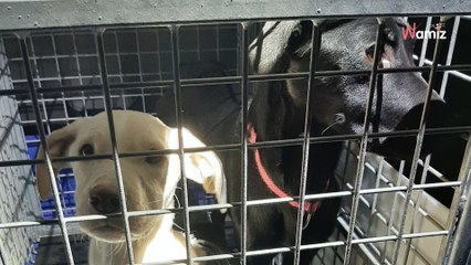 Eure-et-Loir : après le sauvetage de deux chiens maltraités, la police décide de publier un message essentiel