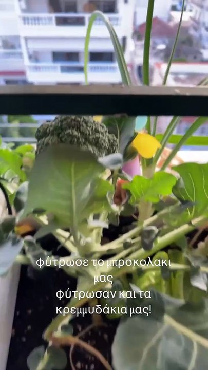 Χατζίδου: Μας δείχνει το μποστάνι που έφτιαξε με την Μελίτα, στο μπαλκόνι, στο σπίτι τους στην Αθήνα