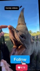 Watch This Beautiful Rhino Eating Right From My Hand 🦏❤️"